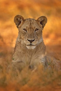 African lion the grass, with beautiful evening light. Wildlife scene from nature. Animal in the
