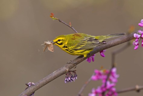 Prairie Warbler (Setophaga discolor) male with insect prey, Ohio, USA