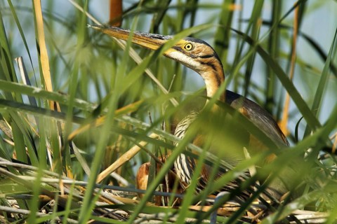 Purple Heron (Ardea purpurea) nest, Andalusia, Spain