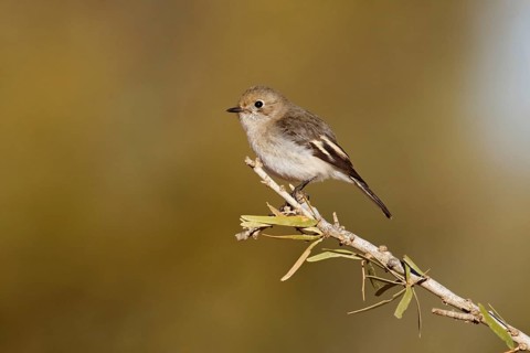 Red-capped Robin (Petroica goodenovii) female, Northern Territory, Australia