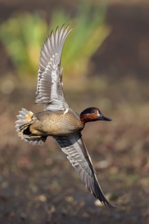 Green-winged Teal (Anas crecca) flying above a marsh in Victoria, BC, Canada