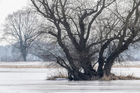 Old silver willow (Salix alba), Lower Saxony, Germany