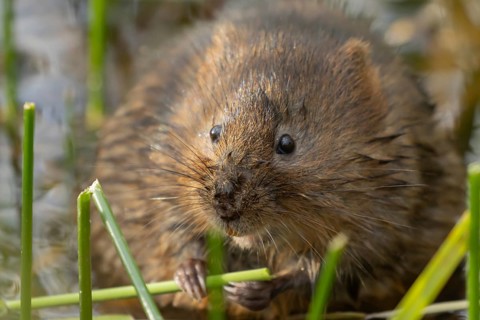Water vole (Arvicola amphibius) adult rodent animal feeding on a reed stem in a pond in summer,