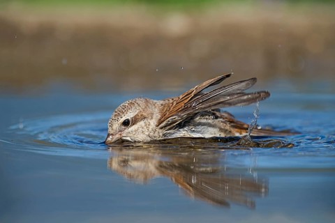 Red-backed Shrike (Lanius collurio) juvenile bathing, Aosta Valley, Italy