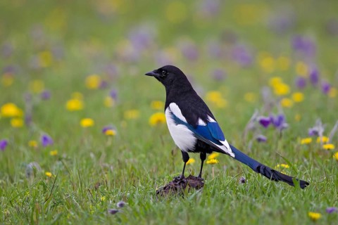 Eurasian Magpie (Pica pica) foraging on flowering grass steppe, Lake Hovsgol, Mongolia