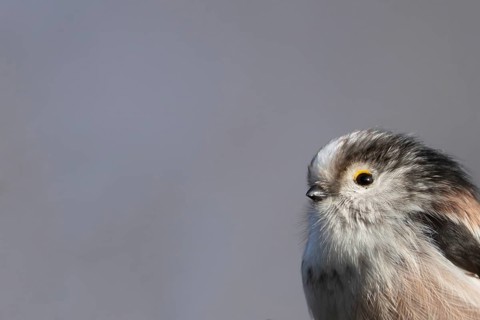 Long tailed tit (Aegithalos caudatus) adult bird head portrait, Suffolk, England, United Kingdom