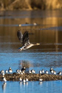 Greylag Goose, Anser anser, bird in flight over winter marshes