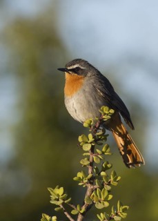 Cape Robin-Chat (Cossypha caffra), Eastern Cape, South Africa
