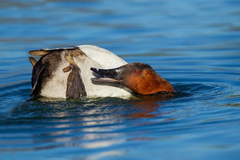 Canvasback Aythya valisineria Tucson, Pima County, Arizona, United States 13 February Adult Male