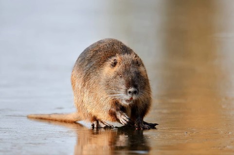 Nutria or swamp beaver (Myocastor coypus) on the ice surface of a lake in winter, neozoa in