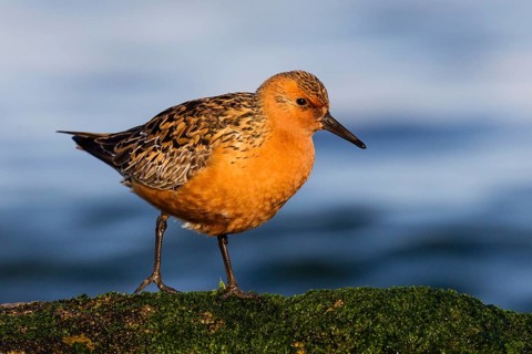 Red Knot (Calidris canutus) foraging, Asturias, Spain