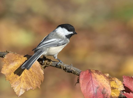 A Black-capped Chickadee, Poecile atricapillus, perched on branch in Autumn in Saskatoon,