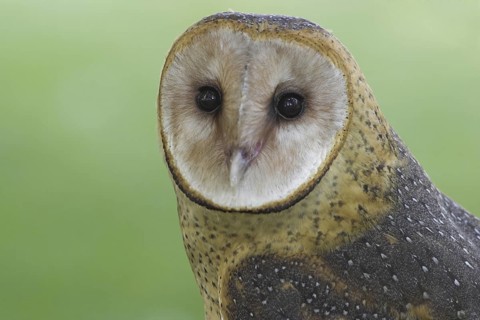 Western Barn Owl (Tyto alba), Alberta, Canada