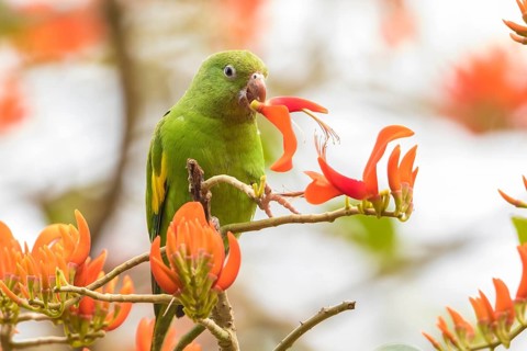Yellow-chevroned Parakeet (Brotogeris chiriri) feeding on flowers, Bolivia