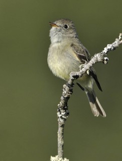 Hammond's Flycatcher (Empidonax hammondii), British Columbia, Canada