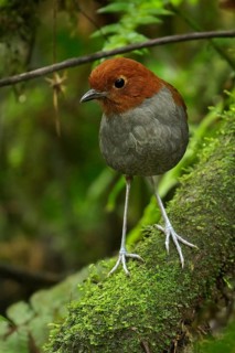 Bicolored Antpitta (Grallaria rufocinerea) perched on a branch in the Andes Mountains of Colombia