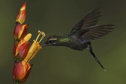 White-whiskered Hermit (Phaethornis yaruqui), Ecuador