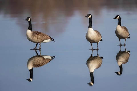 Canada Goose (Branta canadensis) on ice, Baden-Wuerttemberg, Germany
