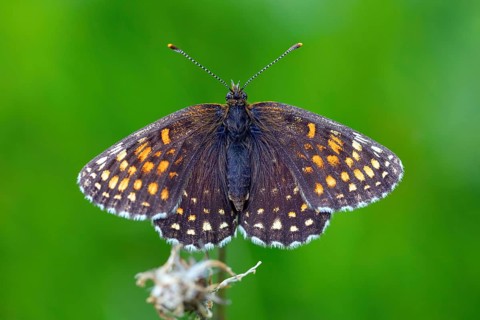 Valerian Fritillary, Silver Fritillary, (Melitaea diamina), butterfly, butterfly family,