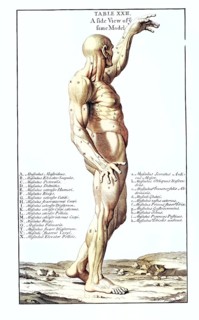 Anatomy, symbolic, man, side view from behind of the gladiator in the Villa Borghese, Rome, Italy,