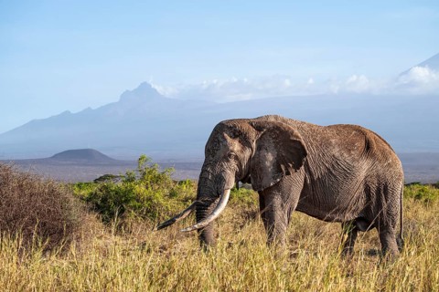African elephant (Loxodonta africana) in picturesque landscape with the summit of Mount