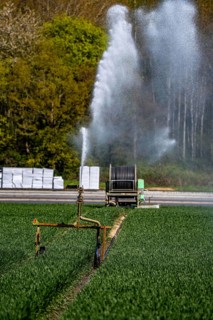 Artificial irrigation of a cereal field in April, with a sprinkler system, long dry spell in spring