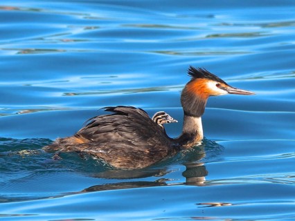 Great crested grebe with downy chicks (Podiceps cristatus)