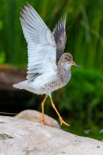 Bird with spread wings on a stone in a natural environment by the water, Redshank, (Tringa