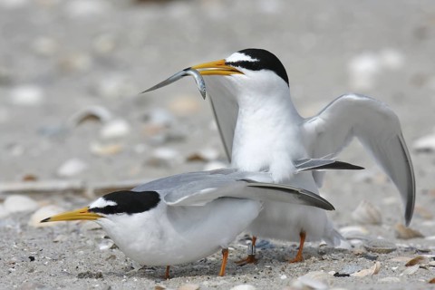 Little Tern (Sternula albifrons) mating, Lower Saxony, Germany