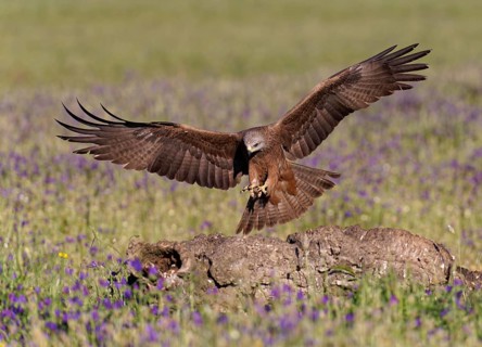 Black Kite (Milvus migrans), approaching a dead tree trunk, Castilla-La Mancha, Spain