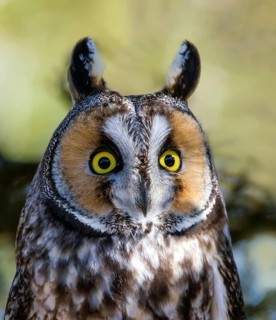 Long-eared Owl (Asio otus), Saskatchewan, Canada