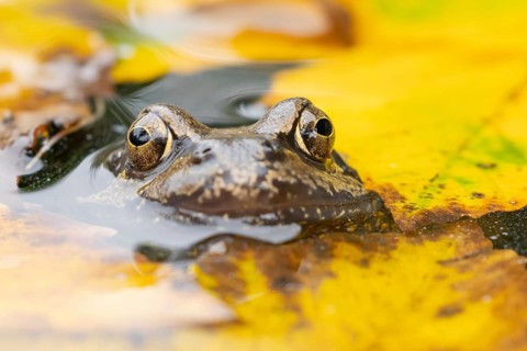 Common frog (Rana temporaria) adult amphibian on the water surface of a pond with fallen autumn