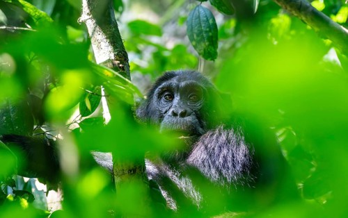 Chimpanzee (Pan Troglodytes), adult male in a tree between leaves, Murchison Falls National Park,