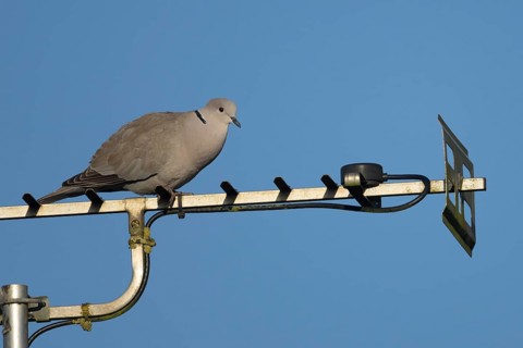 Collared dove (Streptopelia decaocto) adult bird on an urban house television aerial, England,
