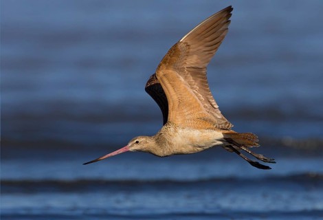 Marbled Godwit (Limosa fedoa) flying, California, USA
