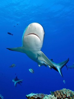 Close-up of grey reef shark (Carcharhinus amblyrhynchos) swimming over tropical coral reef, Pacific