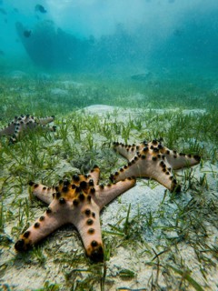 Underwater view of three starfish resting on the sandy ocean floor surrounded by seagrass in the