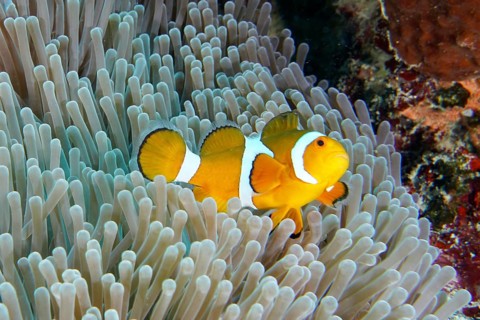A single Ocellaris Clownfish (Amphiprion ocellaris) wriggling through a sea anemone, dive site