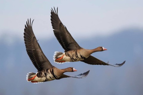Greater White-fronted Goose (Anser albifrons) flying, North Rhine-Westphalia, Germany