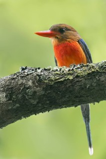 Brown-headed Paradise Kingfisher (Tanysiptera danae) perched on a branch in Papua New Guinea