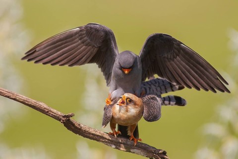 Red-footed Falcon (Falco vespertinus) pair mating, Subotica, Serbia