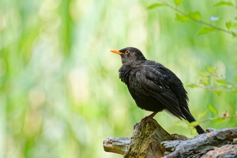 Common blackbird (Turdus merula) perched on a tree stump in green woodland background, alert adult