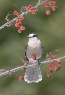 Grey Jay (Perisoreus canadensis) perched on a branch, Alaska, USA