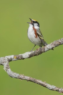 Chestnut-sided Warbler (Setophaga pensylvanica) singing, Minnesota, USA