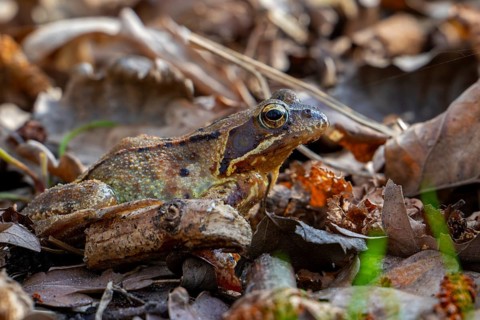 Migrating European common frog, brown frog (Rana temporaria) showing camouflage colours on the