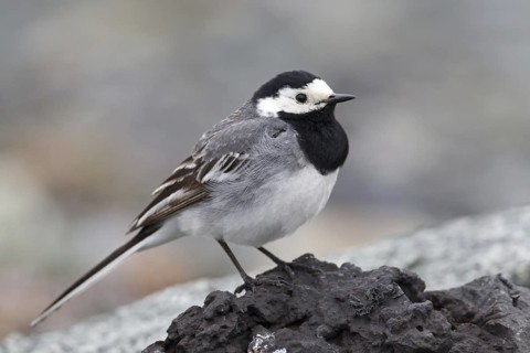 White Wagtail (Motacilla alba), Iceland