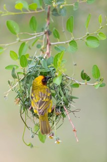 Ruppell's Weaver, Rueppell's Weaver, (Ploceus galbula), weaver bird building a nest, weaver birds,
