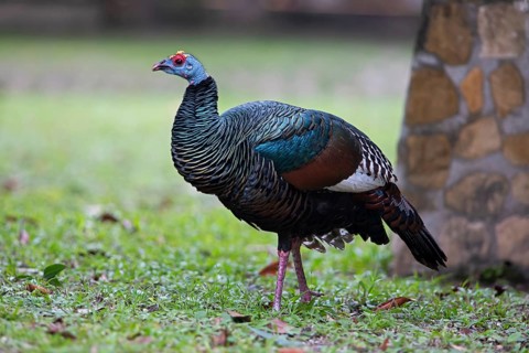 Peacock turkey (Meleagris ocellata) in Tikal National Park, Departamento Petén, Guatemala