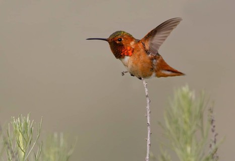 Allen's Hummingbird Male (Selasphorus sasin) - Rancho Palos Verdes, California