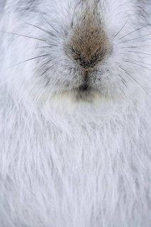 Mountain hare, alpine hare, snow hare (Lepus timidus) close-up of nose and whiskers in white winter